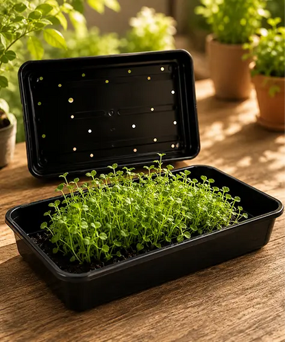 Strong Black Plastic Seed Trays with Reinforced Rim for Garden & Greenhouse Plant Growing