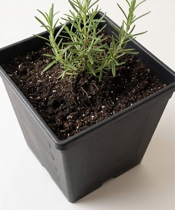 33cm Grosvenor Flower Plant Pots – Spacious Black or Terracotta Planters for Home & Garden